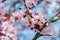 Nature\\\'s Marvel: Honey Bee Pollinating a Cherry Pink Flower on a Beautiful Spring Day