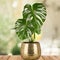 Nature\\\'s masterpiece: Monstera deliciosa, a tropical icon with stunning fenestrated leaves and a touch of wild elegance.