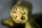 Nature\\\'s Microcosm: A Macro Journey into an Okra Pod\\\'s World, Embark on a macro journey into the heart