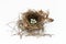 Nature\\\'s Nest: Brown Thrasher-Crafted Elegance with Five Tinted Eggs on a White Studio Background