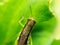 Nature\\\'s Nibble: Close-Up of Grasshopper Feasting on Green Leaf