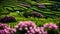 Nature\\\'s Palette The Bright Pastels of Azores