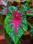 Nature\\\'s Palette: Caladium Leaves in Green, Red, and White Symphony