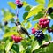 Nature\\\'s Palette: Unripe Aronia Fruits with a Hummingbird Hovering - A Sunny Summer Day in Nature