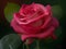Nature\\\'s Poetry: Enchanting Rose Pictures for a Touch of Romance