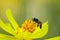 Nature\\\'s Pollinator: A Close-Up of a Bee on a Yellow Flower in a Vibrant Environment