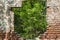 Nature\\\'s Portal: Rustic Old Window and Entrance in Green Forest