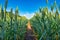 Nature's Promise: A Lush Field of Young Wheat Ready to Flourish