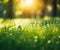 Nature\\\'s Radiance: A Stunning Green Grass and Sunlight Background