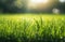 Nature\\\'s Radiant Beauty: Sun-Kissed Green Grass in All its Glory