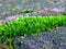 Nature\'s Resilience: Grass Thriving on Rocky Terrain