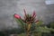 Nature\'s Scarlet Jewels: Red Frangipani in Full Bloom