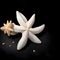 Nature\\\'s Sculpture: Delicate White Dried Coral Branch against a Dark Canvas