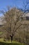 Nature\\\'s Serenade: A Breathtaking Scene of a Blooming Tree in the Idyllic Cantabrian Mountains