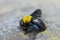 Nature\'s Serenade: Carpenter Bee with Yellow Feather and Blue Wings Strolls on Floor