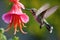 Nature\\\'s Serenade: A Close-Up of a Hummingbird and Flower in Motion