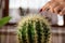Nature\\\'s Serenity: Delicate Touch on a Home Cactus