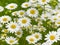 Nature\\\'s Simplicity: Enchanting Daisy Flower Artwork Available for Purchase