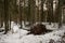 Nature\\\'s Sleeping Giant: Snow-Blanketed Fallen Tree in Pokainu Mezs, Dobele, Latvija