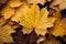 Nature\\\'s spectacle, yellow and red maple leaves gracefully flutter and fall