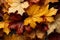 Nature\\\'s spectacle, yellow and red maple leaves gracefully flutter and fall
