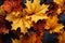 Nature\\\'s spectacle, yellow and red maple leaves gracefully flutter and fall