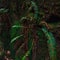 Nature\\\'s Spiral: Close-up of a fern leaf unfurling, showcasing its intricate pattern and vibrant green hues in a display of