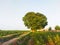 Nature\'s Splendor The Majestic Tree in the Heart of Agriculture