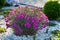 Nature's Splendor: Vibrant Carnation Blossom in a Garden Setting