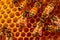Nature\\\'s sweetness up close, bees busily attending to honey cells