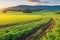 Nature\\\'s Symphony A Cinematic Ode to Regenerative Agriculture - Lush Fields, Vibrant Crops Ecosystem