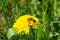 Nature\\\'s Symphony: A Spring Encounter with the Dandelion and Honey Bee