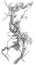 Nature\\\'s Tangled Beauty: Detailed Pencil Drawing of a Gnarled Vine