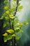 Nature\\\'s Tapestry: A Delicate Fusion of Greenery and Rain in a L