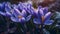 Nature\\\'s Teardrops: Purple Crocuses Adorned with Raindrop Jewels