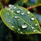 Nature\\\'s Tears: Green Leaf Adorned with Glistening Raindrops