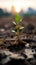 Nature\\\'s tenacity A weed sprout breaks through dry ground during rainfall
