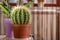 Nature\\\'s Touch: Beautiful Home Cactus in Pot, Enhancing Room Decor