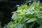 Nature\\\'s Verdant Tapestry: Lush Green Leaves Flourishing in the Summer Garden