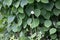 Nature\\\'s Verdant Tapestry: Lush Green Leaves Flourishing in the Summer Garden