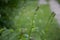 Nature\\\'s Verdant Tapestry: Lush Green Leaves Flourishing in the Summer Garden