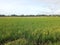 Nature's Verdant Tapestry: A Sprawling Green Rice Field