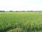 Nature's Verdant Tapestry: A Sprawling Green Rice Field