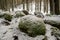 Nature\\\'s Winter Tapestry: Snow and Moss Clad Rocks in Pokainu Mezs, Dobele, Latvija