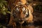 Nature\\\'s wonder An amazing Bengal tiger in its stunning natural habitat