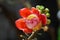 Nature Scene of Closeup Couroupita guianensis or Sal flower or Cannonball Tree flower with blurred background