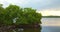 Nature scene Florida Mangrove trees on a lake