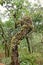 Nature scene, mosses, fern. orchids and plant living together on tree trunk, in the balance of nature