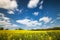 Nature scenery with bright yellow rapeseed field under a blue sky