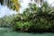 Nature scenery landscape river summer coconut tree